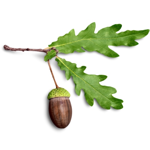 Home 24 palamut kahvesi