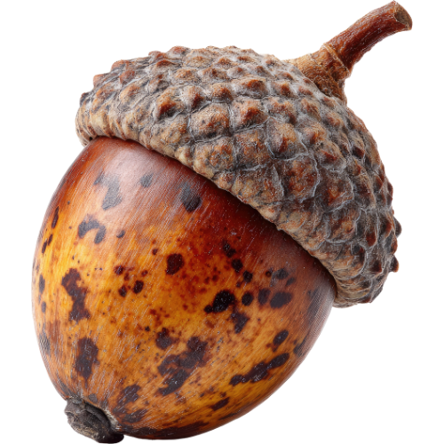 Home 37 palamut kahvesi