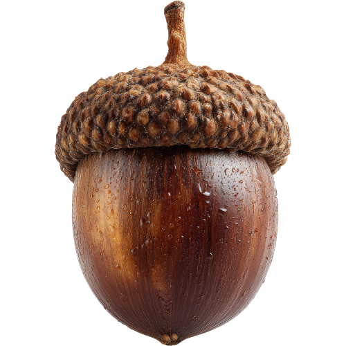 Home 39 palamut kahvesi